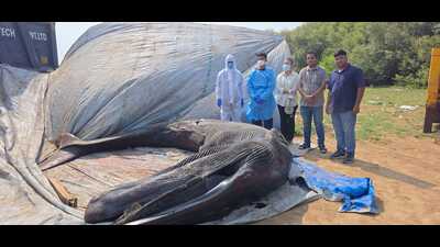 26-ft humpback whale dies after beaching at Bandra