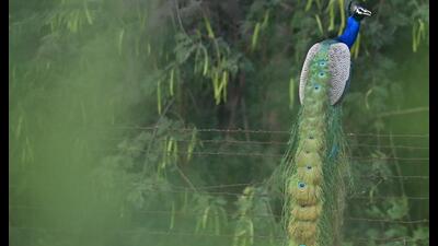 A peacock scans for prey while perched on the fence of a factory in the industrial area of Sector 75, Mohali, on a hot, sunny day. (Sanjeev Sharma/HT) A peacock scans for prey while perched on the fence of a factory in the industrial area of Sector 75, Mohali, on a hot, sunny day. (Sanjeev Sharma/HT)