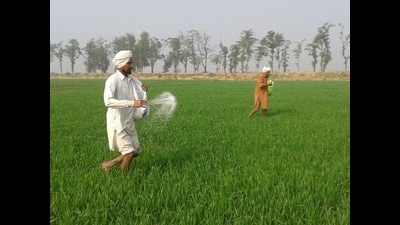 The agriculture department has also sent a communication to police in the districts to take action against private dealers based in Patiala, Gidderbaha, Gurdaspur and Kapurthala who supplied mixed consignments to Markfed and Milkfed. (HT FIle) The agriculture department has also sent a communication to police in the districts to take action against private dealers based in Patiala, Gidderbaha, Gurdaspur and Kapurthala who supplied mixed consignments to Markfed and Milkfed. (HT FIle)