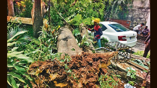 Three trees crash on Pali Hill road, damage car; none hurt