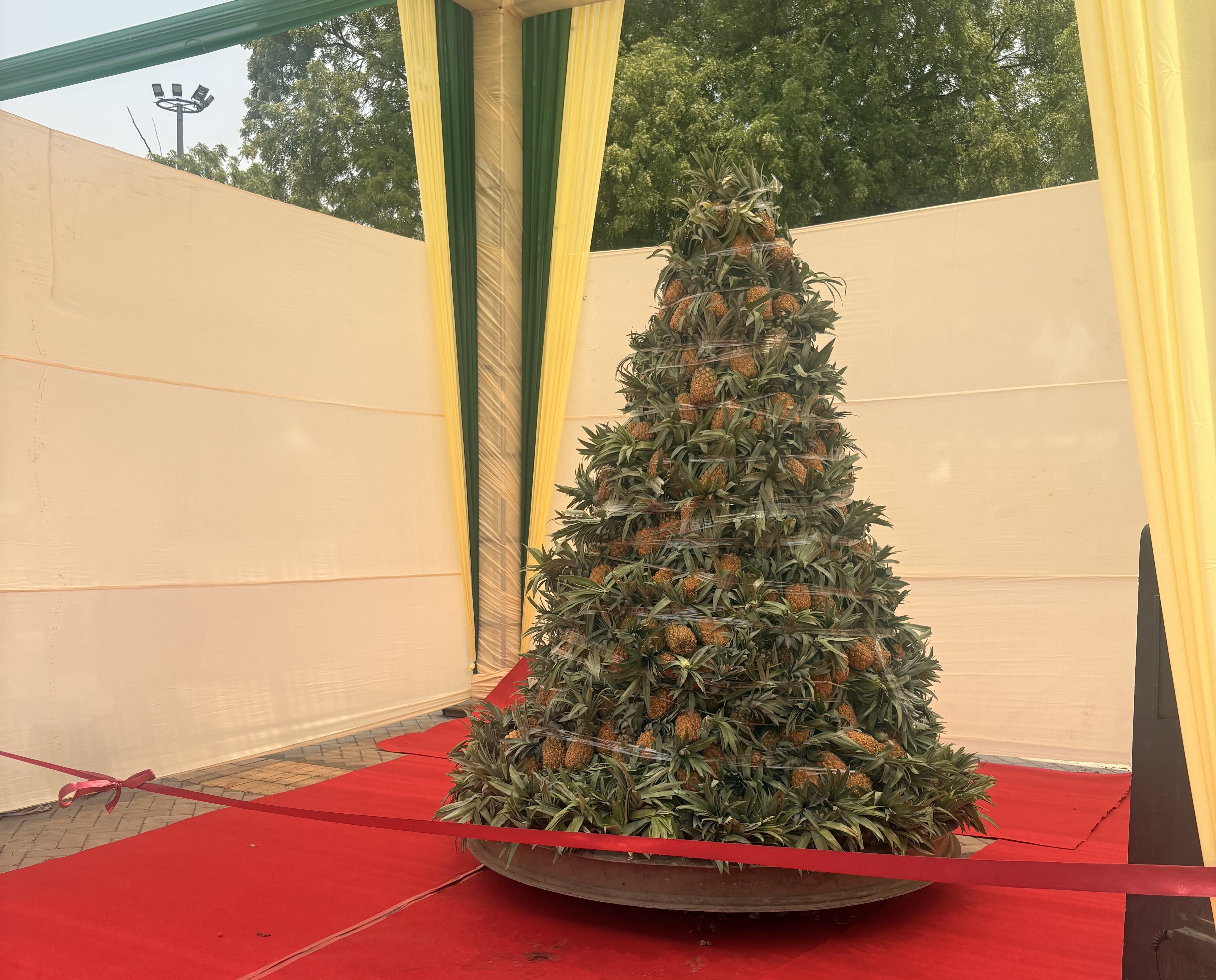 Don't miss capturing this Christmas Tree made of Queen pineaaples! (Photo: Anshita Jain/HT) Don't miss capturing this Christmas Tree made of Queen pineaaples! (Photo: Anshita Jain/HT)