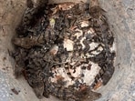 11 baby crocodiles rescued from water tank in Bhandup