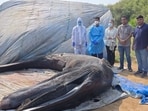 26-ft humpback whale dies after beaching at Bandra
