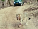 A lion walks past a vehicle at the Gir National Park, in Gir Somnath on May 14. (ANI)