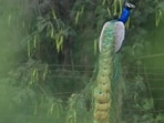 A peacock scans for prey while perched on the fence of a factory in the industrial area of Sector 75, Mohali, on a hot, sunny day. (Sanjeev Sharma/HT)