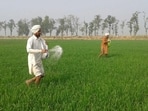 The agriculture department has also sent a communication to police in the districts to take action against private dealers based in Patiala, Gidderbaha, Gurdaspur and Kapurthala who supplied mixed consignments to Markfed and Milkfed. (HT FIle)