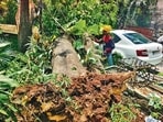 Three trees crash on Pali Hill road, damage car; none hurt