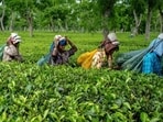 Assam Tea Garden Assam Tea Garden