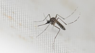 Malaria cases rise in the monsoon, and children are particularly vulnerable. (AFP) Malaria cases rise in the monsoon, and children are particularly vulnerable. (AFP)