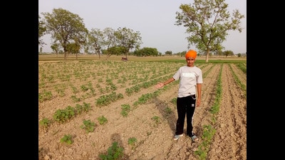 Even in the fourth year of the scheme, cotton growers in Punjab’s south Malwa belt continue to shy away from growing cotton, which was once an economic lifeline for the semi-arid region’s districts. (Sanjeev Kumar/HT) Even in the fourth year of the scheme, cotton growers in Punjab’s south Malwa belt continue to shy away from growing cotton, which was once an economic lifeline for the semi-arid region’s districts. (Sanjeev Kumar/HT)