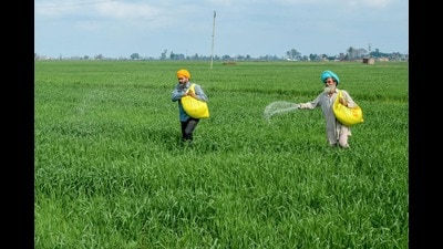 Farmers sprinkle fertiliser over crops on the outskirts of Amritsar. (AFP File)