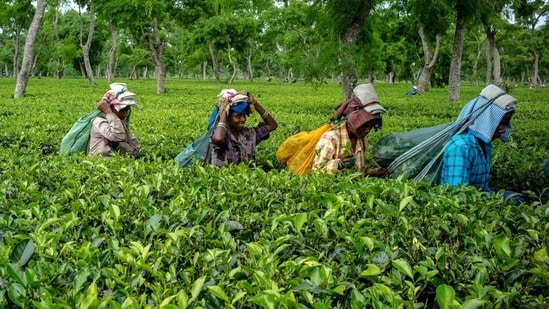 Assam Tea Garden (Bloomberg/ Representative Image)