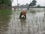 A delayed southwest monsoon and below-normal rainfall have slowed paddy transplantation in several districts of Haryana, forcing farmers to rely heavily on excessive groundwater extraction. (HT Photo)