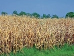 According to the agriculture department in the district, the crop has been cultivated on nearly 15,500 hectares this year, compared with 16,000 hectares last year. (Gurpreet Singh/HT)