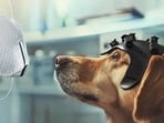 Currently the canine olfaction technology needs a dog to express what it’s smelling and a trained human to analyse what the dog’s communicating. (Dognosis)