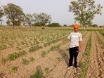 Even in the fourth year of the scheme, cotton growers in Punjab’s south Malwa belt continue to shy away from growing cotton, which was once an economic lifeline for the semi-arid region’s districts. (Sanjeev Kumar/HT)