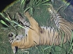 The tiger, which died hours after attacking a man in Mohammadi range of south Kheri forest division on Monday night. (HT Photo)