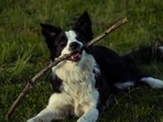 Tsunami the Border Collie: Abandoned & abused as a pup, this dog helped save several lives during Venezuela earthquakes(Pexel - representational image)