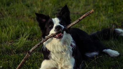Tsunami the Border Collie: Abandoned & abused as a pup, this dog helped save several lives during Venezuela earthquakes (Pexel - representational image) Tsunami the Border Collie: Abandoned & abused as a pup, this dog helped save several lives during Venezuela earthquakes (Pexel - representational image)