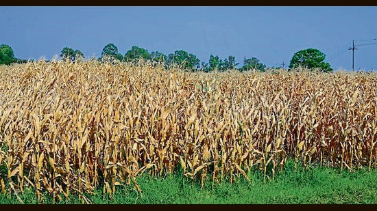 According to the agriculture department in the district, the crop has been cultivated on nearly 15,500 hectares this year, compared with 16,000 hectares last year. (Gurpreet Singh/HT)