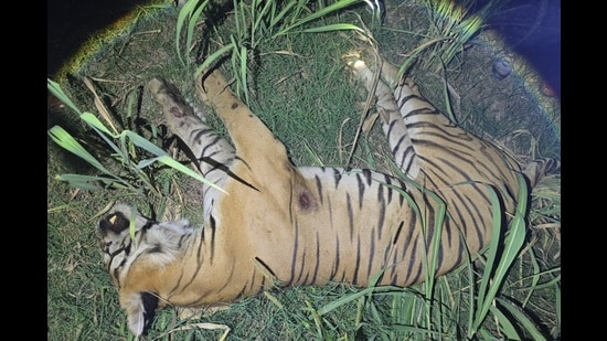 The tiger, which died hours after attacking a man in Mohammadi range of south Kheri forest division on Monday night. (HT Photo)