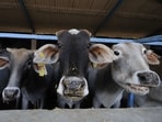 Cattle inside the cow shelter at Sector 135, in Noida