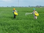 File: Farmers sprinkle fertiliser over crops on the outskirts of Amritsar. 