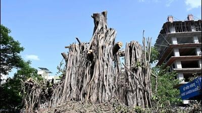 NGT fines PWD, Nashik Tree Authority for skipping hearings on tree felling ahead of Kumbh Mela NGT fines PWD, Nashik Tree Authority for skipping hearings on tree felling ahead of Kumbh Mela