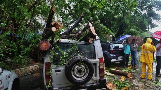 61.34% audited trees in 12 areas trapped in concrete