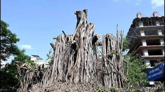 NGT fines PWD, Nashik Tree Authority for skipping hearings on tree felling ahead of Kumbh Mela