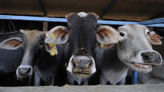Cattle inside the cow shelter at Sector 135, in Noida ( Sunil Ghosh / Hindustan Times/For Representative Purposes Only)