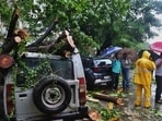 61.34% audited trees in 12 areas trapped in concrete