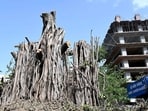 NGT fines PWD, Nashik Tree Authority for skipping hearings on tree felling ahead of Kumbh Mela