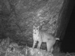 Anecdotal reports of the Eurasian lynx in Sikkim had circulated in the region for years.