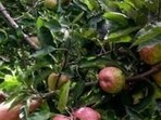 The newly registered GIs are seabuckthorn (chharma) of Spiti, salooni safed makka, Chamba metal art, Sirmauri Loiya, Kinnauri topi, Sepuvadi of Mandi, Kinnauri apple and Kinnauri jewellery. (File) The newly registered GIs are seabuckthorn (chharma) of Spiti, salooni safed makka, Chamba metal art, Sirmauri Loiya, Kinnauri topi, Sepuvadi of Mandi, Kinnauri apple and Kinnauri jewellery. (File)