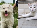 These furry friends, in Delhi-NCR, are searching for forever homes. Won’t you bring them home?