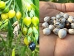 Vastu: ఇంట్లో వైజయంతి మొక్క ఉంటే కష్టాలు దూరం.. వాస్తు ప్రకారం ఎక్కడ నాటాలో తెలుసా?