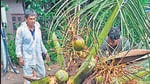 35-year-old scooterist suffers multiple fractures to neck and back after coconut tree crashes in Bhayandar