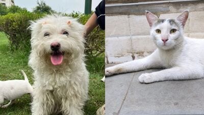 These furry friends, in Delhi-NCR, are searching for forever homes. Won’t you bring them home? These furry friends, in Delhi-NCR, are searching for forever homes. Won’t you bring them home?