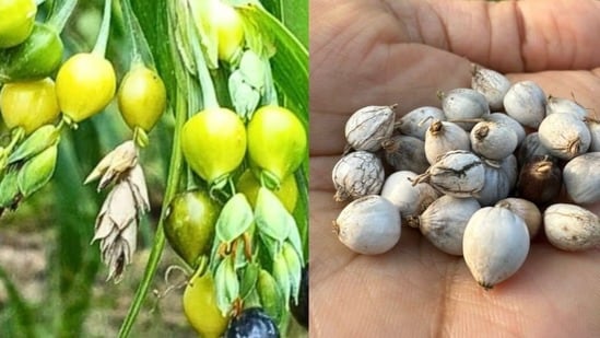Vastu: ఇంట్లో వైజయంతి మొక్క ఉంటే కష్టాలు దూరం.. వాస్తు ప్రకారం ఎక్కడ నాటాలో తెలుసా?