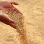 తెలంగాణలో ధాన్యం సేకరణ