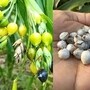 Vastu: ఇంట్లో వైజయంతి మొక్క ఉంటే కష్టాలు దూరం.. వాస్తు ప్రకారం ఎక్కడ నాటాలో తెలుసా?