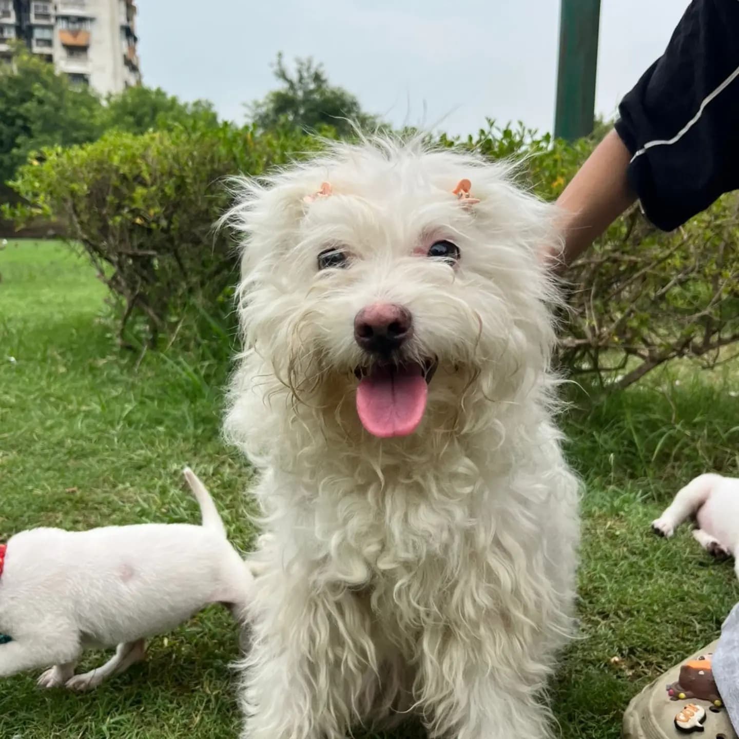 Adopt a Pet: Delhi-NCR residents, bring home a loving companion from this bunch of furry buddies Adopt a Pet: Delhi-NCR residents, bring home a loving companion from this bunch of furry buddies