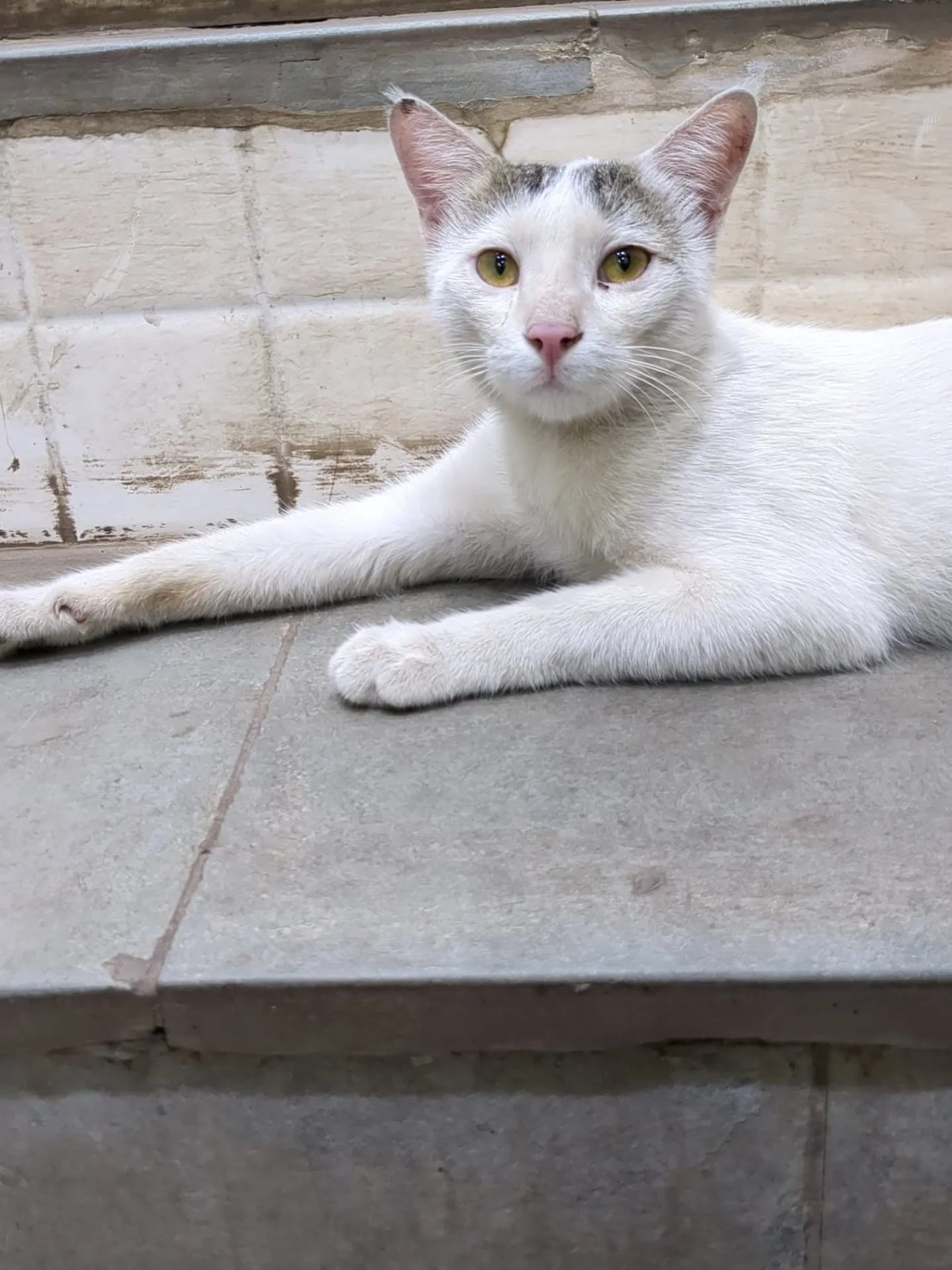 Adopt a Pet: Delhi-NCR residents, bring home a loving companion from this bunch of furry buddies Adopt a Pet: Delhi-NCR residents, bring home a loving companion from this bunch of furry buddies
