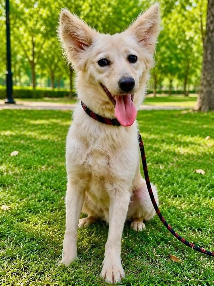 Adopt a Pet: Delhi-NCR residents, bring home a loving companion from this bunch of furry buddies Adopt a Pet: Delhi-NCR residents, bring home a loving companion from this bunch of furry buddies