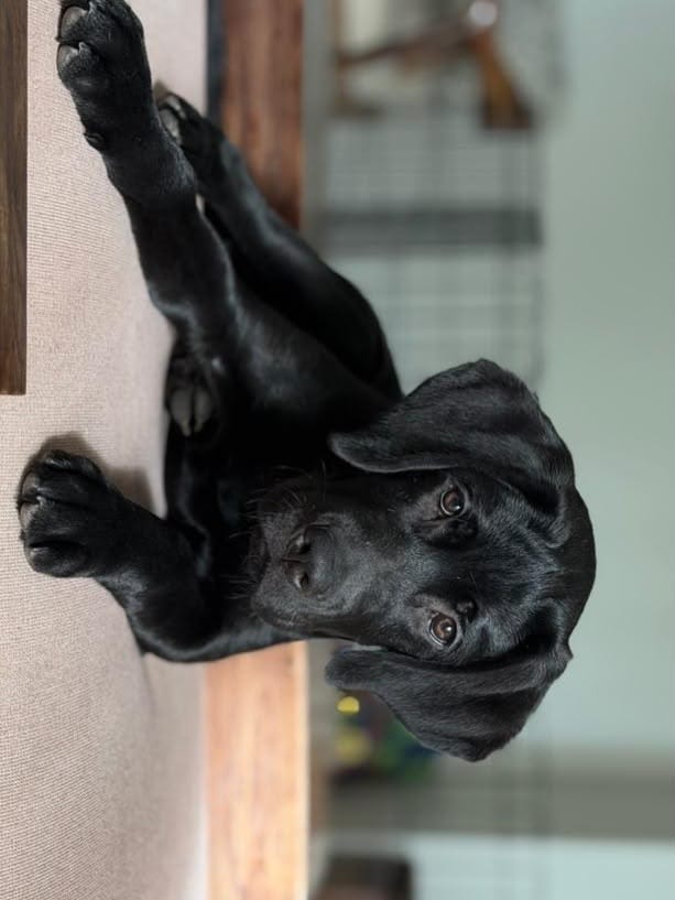 Adopt a Pet: Delhi-NCR residents, bring home a loving companion from this bunch of furry buddies Adopt a Pet: Delhi-NCR residents, bring home a loving companion from this bunch of furry buddies