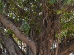 A banyan tree in Bihar's Munger, estimated to be around 700 years old, has been identified as the oldest accurately dated banyan tree using radiocarbon dating.