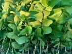 Saplings of the newer varieties of guava ready for plantation in Prayagraj region. (HT PHOTO)