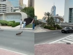 A man has captured a Dubai road moment where a car stopped to let peacocks cross safely.