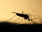 Mosquito (Unsplash)